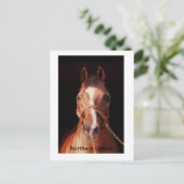 Der größte Stallion der Welt Postkarte (Stehend Vorderseite)