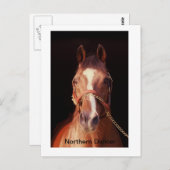 Der größte Stallion der Welt Postkarte (Vorne/Hinten)