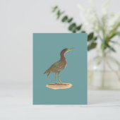 Der Grüne Heron oder Poke (Ardea virescens) Postkarte (Stehend Vorderseite)