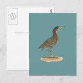 Der Grüne Heron oder Poke (Ardea virescens) Postkarte (Vorne/Hinten)