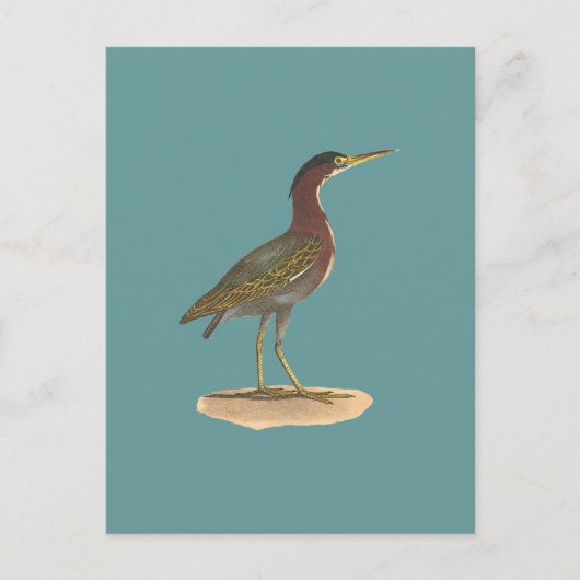 Der Grüne Heron oder Poke (Ardea virescens) Postkarte (Vorderseite)