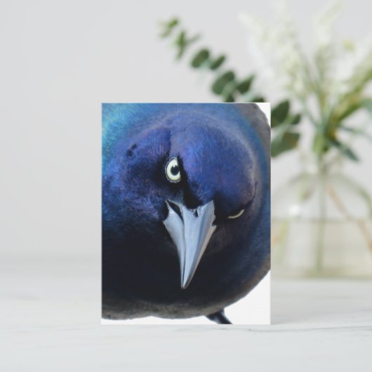 Der gry Grackle Postkarte (Stehend Vorderseite)