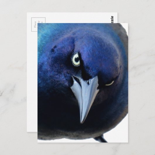 Der gry Grackle Postkarte (Vorne/Hinten)