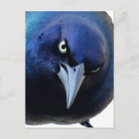 Der gry Grackle