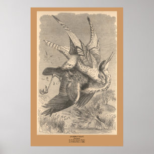 Der Gyrfalcon Poster