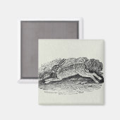 Der Hase Magnet (Vorderseite/Rückseite)