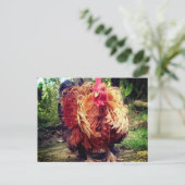 Der Haushahn Postkarte (Stehend Vorderseite)