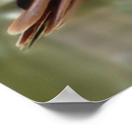 Der Hawk Poster (Ecke)