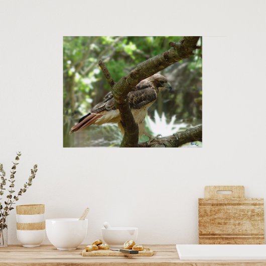 Der Hawk Poster (Küche)