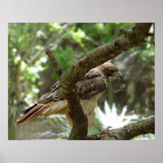 Der Hawk Poster (Vorne)