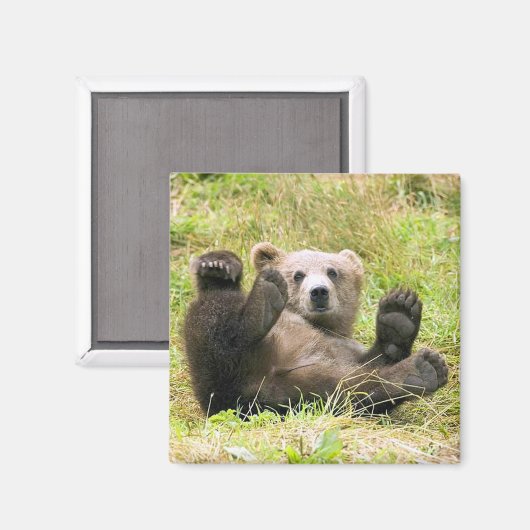 Der hellbraune Bär Magnet (Vorderseite/Rückseite)
