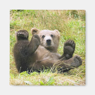 Der hellbraune Bär Magnet