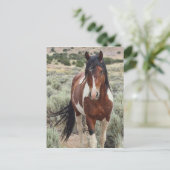 Der Hengst Postkarte (Stehend Vorderseite)