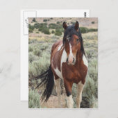 Der Hengst Postkarte (Vorne/Hinten)