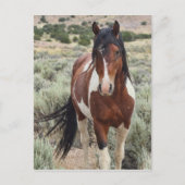 Der Hengst Postkarte (Vorderseite)