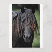 Der Hengst Postkarte (Vorderseite)