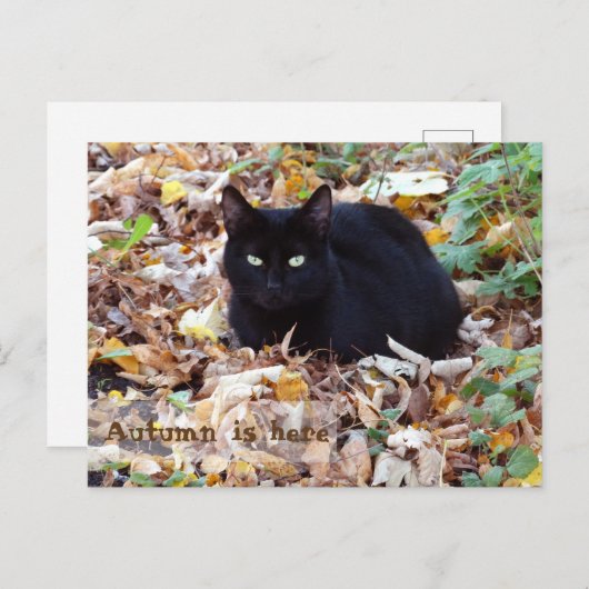 Der Herbst ist hier Black Cat Postcard Postkarte (Vorne/Hinten)