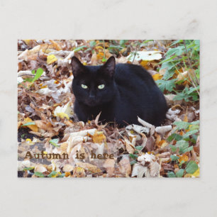 Der Herbst ist hier Black Cat Postcard Postkarte