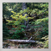 Der Herbst ist hier....... Poster (Vorne)