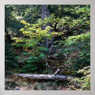 Der Herbst ist hier....... Poster