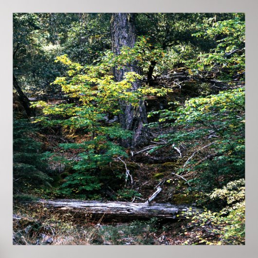 Der Herbst ist hier....... Poster (Vorne)