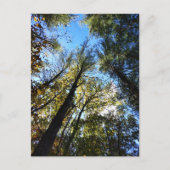 Der Herbstwald Postkarte (Vorderseite)