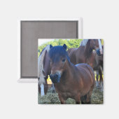 Der Herdmaster Maganet Magnet (Vorderseite/Rückseite)