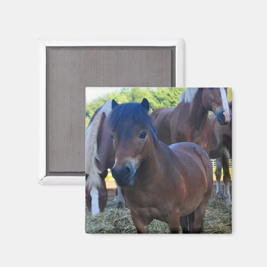 Der Herdmaster Maganet Magnet (Vorderseite/Rückseite)