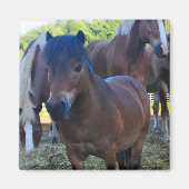 Der Herdmaster Maganet Magnet (Vorne)