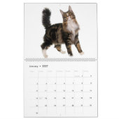 Der herrliche Maine Coon Calender Kalender (Jan 2027)
