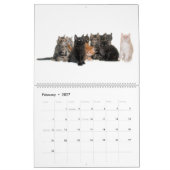 Der herrliche Maine Coon Calender Kalender (Feb 2027)