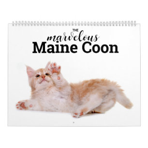Der herrliche Maine Coon Calender Kalender