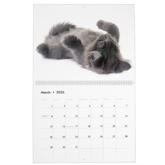 Der herrliche Maine Coon Calender Kalender (Mär 2026)