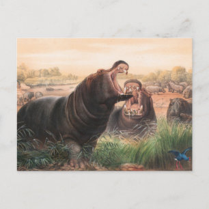 Der Hippopotamus von Joseph Wolf Postkarte