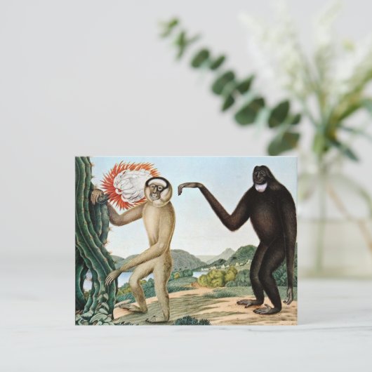 Der Hulock oder der Hoolock Gibbon (1835) Postkarte (Stehend Vorderseite)