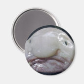 Der Hummer Magnet (Vorderseite/Rückseite)