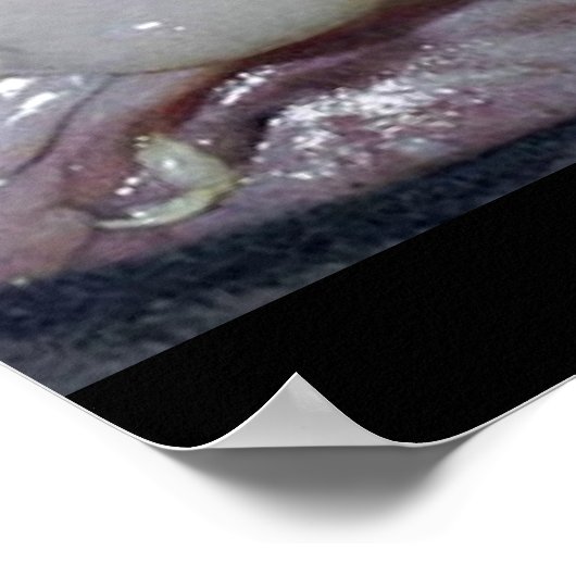 Der Hummer Poster (Ecke)