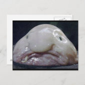 Der Hummer Postkarte (Vorne/Hinten)