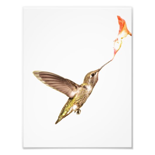 Der Hummingbird und die Blume Fotodruck (Vorne)