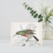Der Hummingvogel Postkarte (Stehend Vorderseite)