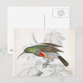 Der Hummingvogel Postkarte (Vorne/Hinten)