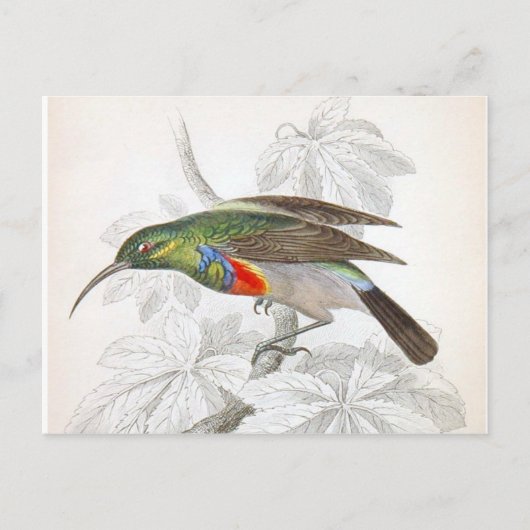 Der Hummingvogel Postkarte (Vorderseite)