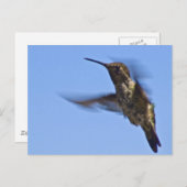 Der Hummingvogelflug Postkarte (Vorne/Hinten)