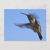 Der Hummingvogelflug Postkarte (Vorderseite)