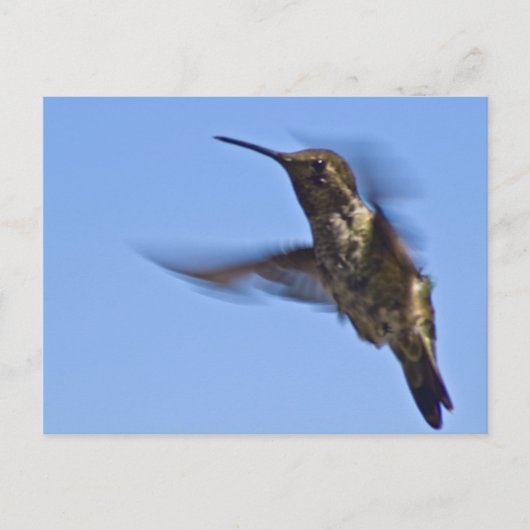 Der Hummingvogelflug Postkarte (Vorderseite)