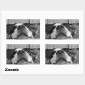 Der Hund bleibt jetzt unter Zaun, Flüchtige Blick Rechteckiger Aufkleber (Blatt)