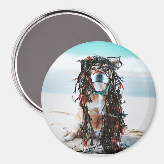 Der Hund mit Algen im Haar. Staffy am Strand Magnet (Vorderseite/Rückseite)