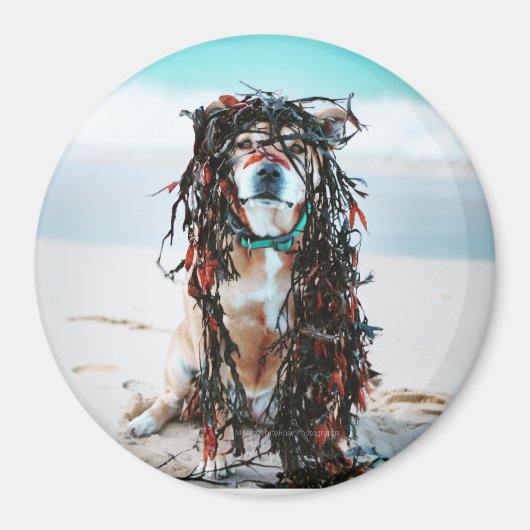 Der Hund mit Algen im Haar. Staffy am Strand Magnet (Vorne)