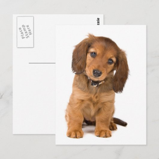 der Hund Postkarte (Vorne/Hinten)