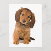 der Hund Postkarte (Vorderseite)